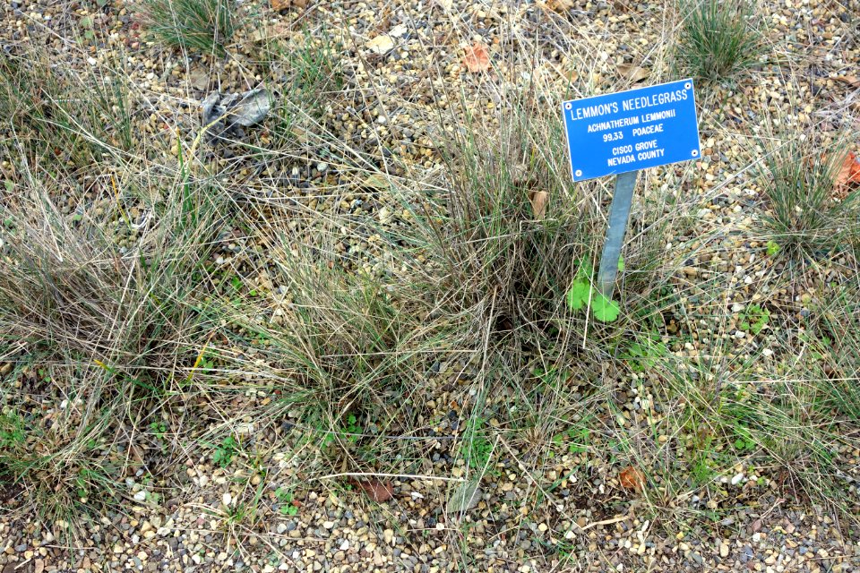 Stipa lemmonii (Achnatherum lemmonii) - Regional Parks Botanic Garden, Berkeley, CA - DSC04325