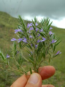 Wild oregano fingers