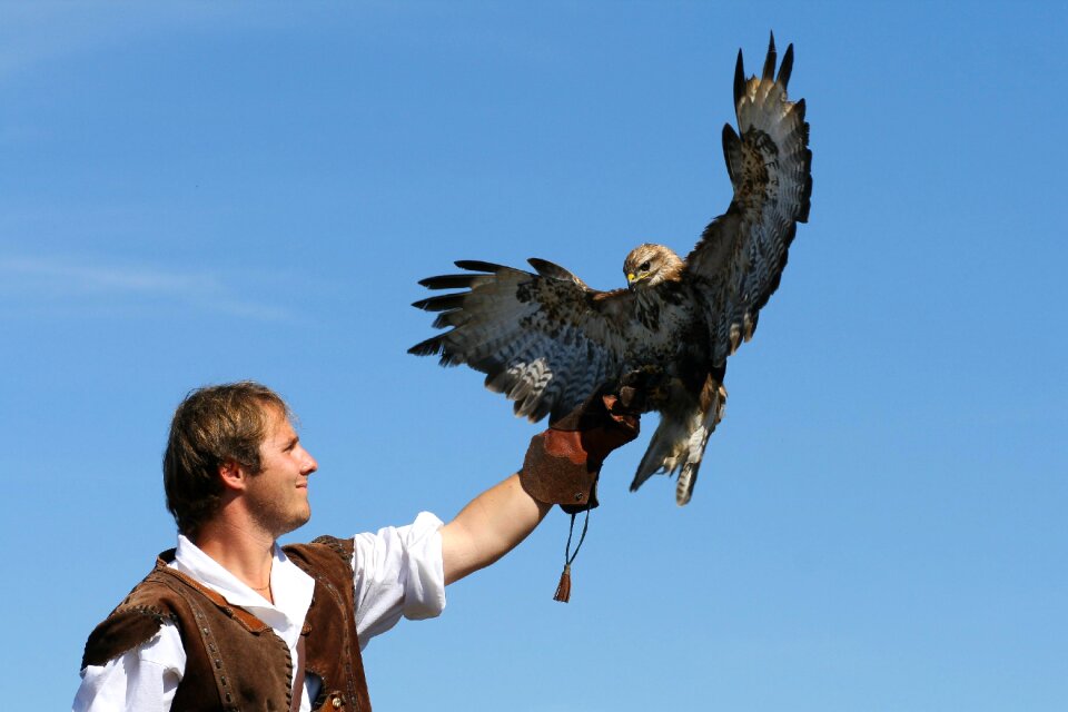 Falconer nature bird