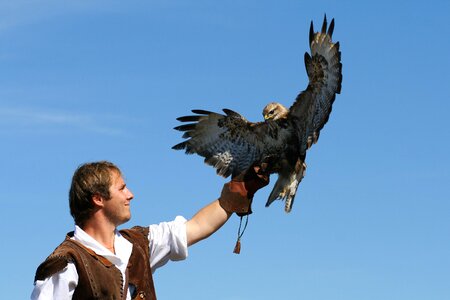 Falconer nature bird