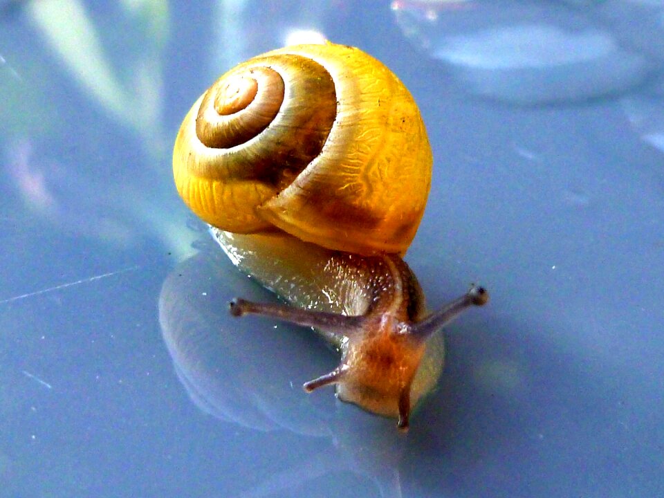 Nature close up slowly