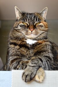 Moustache animal portrait cat's eyes photo