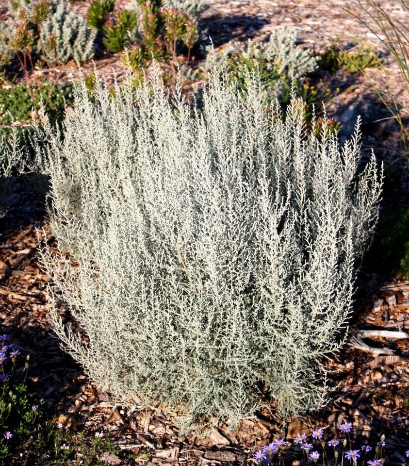 Stoebe plumosa - Slangbos - Seriphium plumosum - Cape Fynbos - SA 3