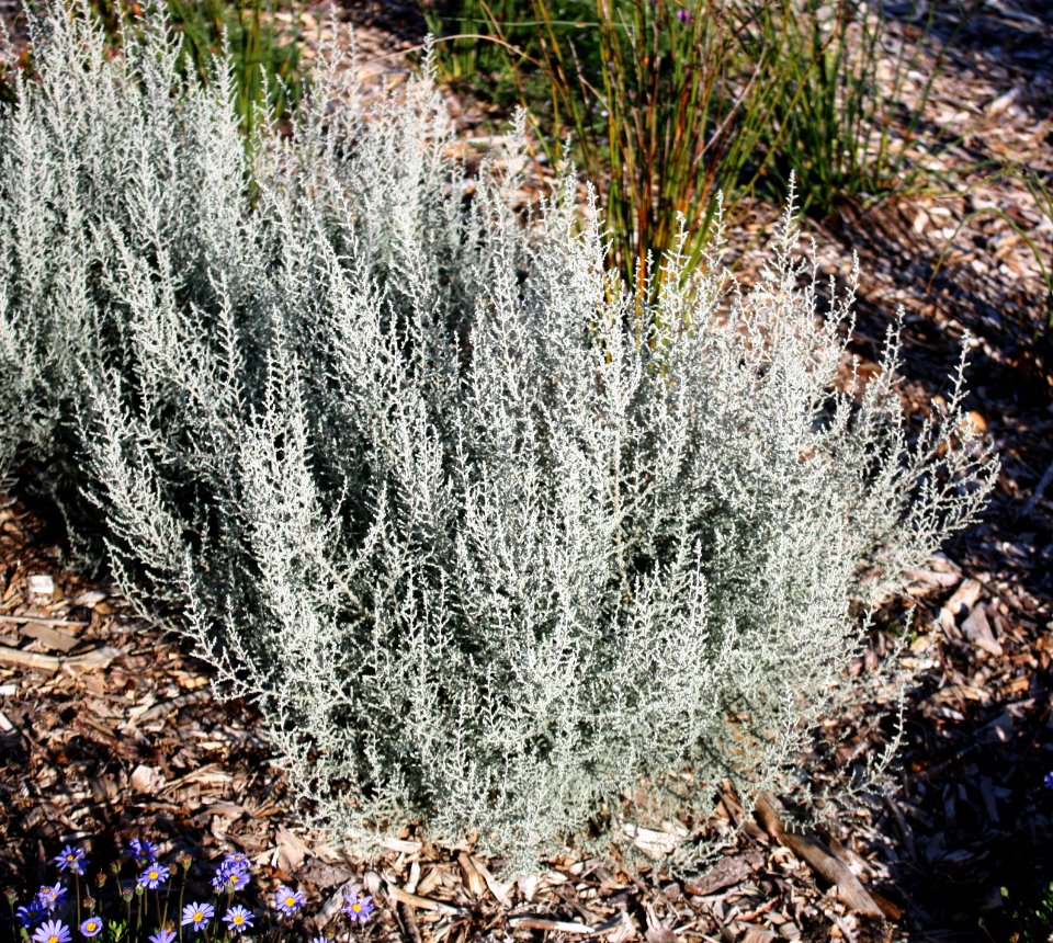 Stoebe plumosa - Slangbos - Seriphium plumosum - Cape Fynbos - SA 6