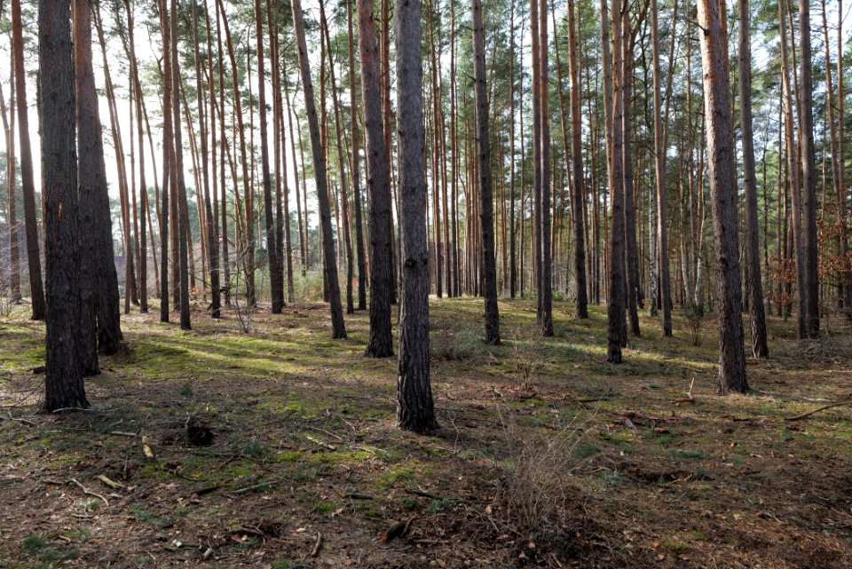 Stolper Weg Siedlung Kleinmachnow 2021-02-24 08