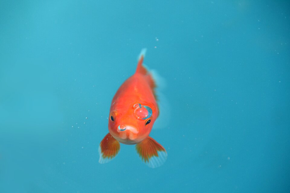 Goldfish red bubble