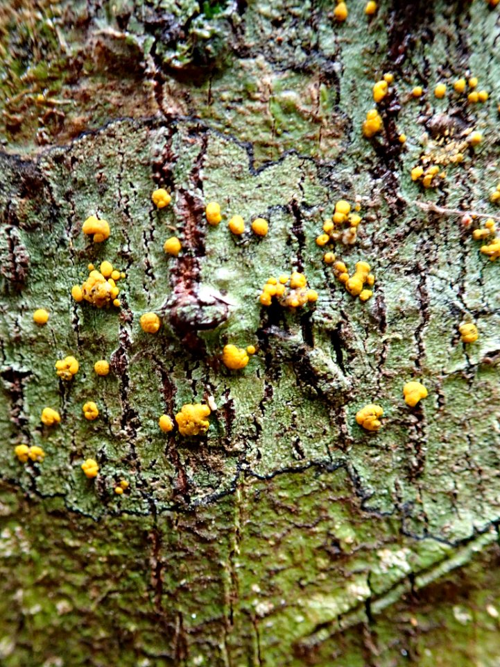 Stirtoniella kelica 29306793