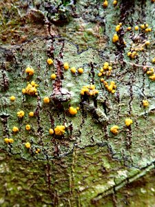 Stirtoniella kelica 29306793
