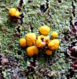 Stirtoniella kelica 29306730