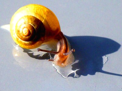 Mollusk nature creature