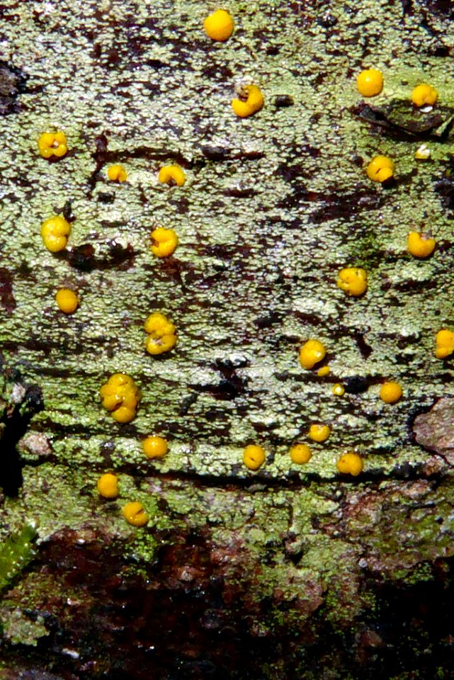Stirtoniella kelica 19844760