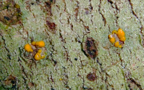 Stirtoniella kelica 19830663