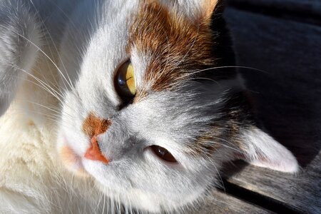 Lying domestic cat cat's eyes photo