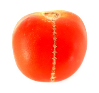 Stitch-shaped tomato scab 2017 C