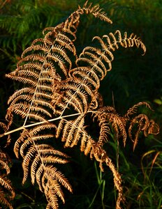 Structured forest fern