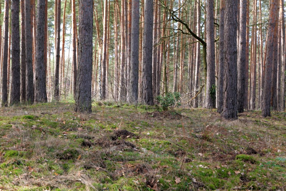 Stolper Weg Siedlung Kleinmachnow 2021-02-24 05