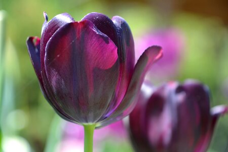 Tulips flowers violet