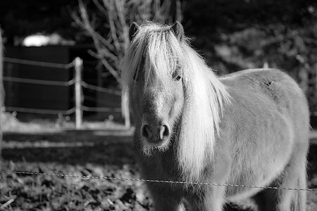 Pony animals animal photo