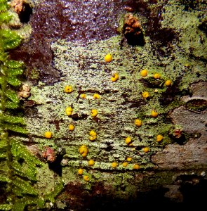 Stirtoniella kelica 19844762