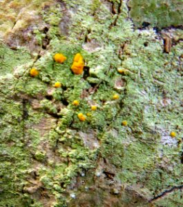 Stirtoniella kelica 17494408