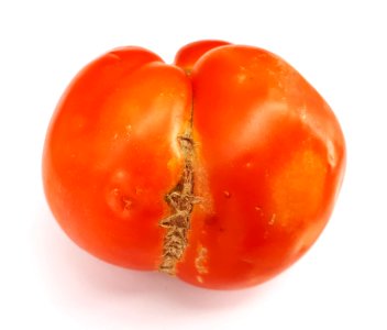 Stitch-shaped tomato scab 2017 B