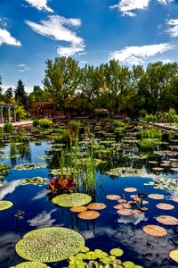 Botanical plants flowers