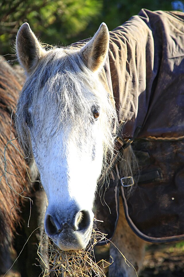 Equine horseback riding white horse