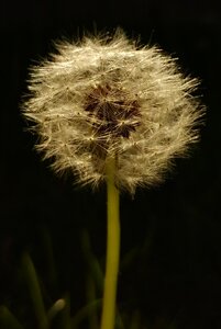 Nature pointed flower plant