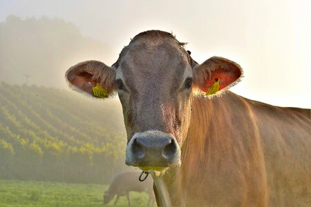 Graze cows beef