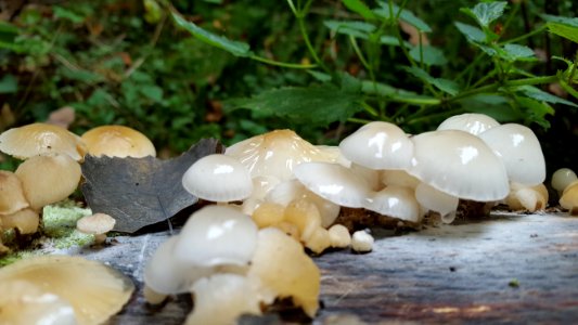 Steckenborn-Fungi in the forest (6)