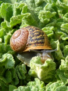 Leaves molluscum cargol bover