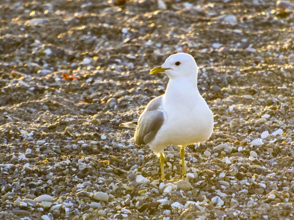 Water bird nature animal photo