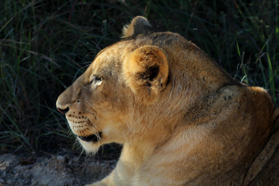 Cats africa wild