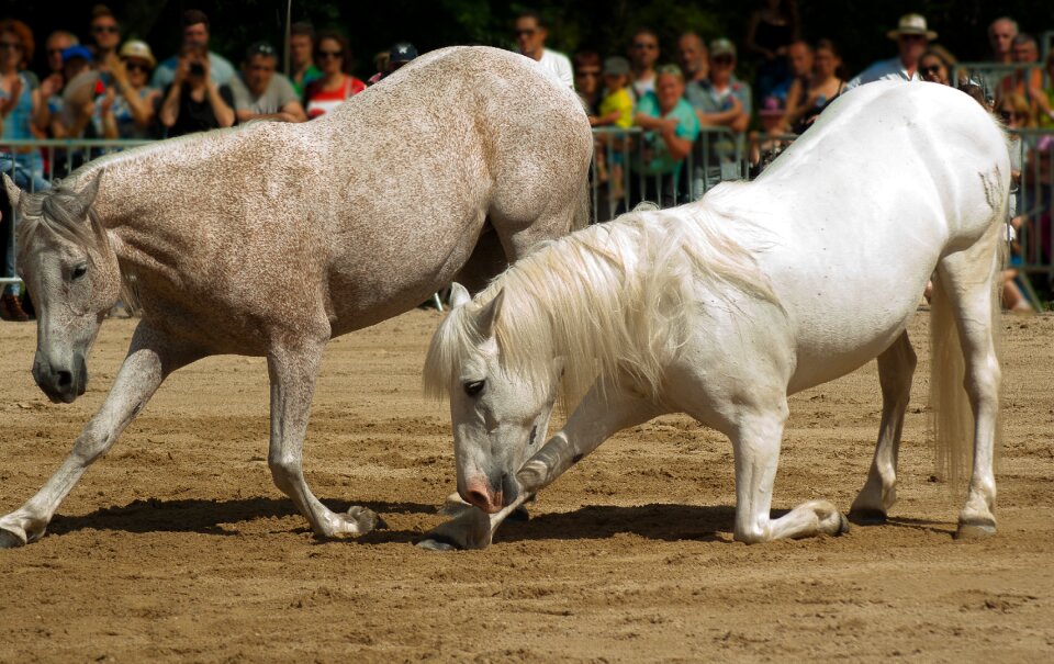 Dressage horse show standard