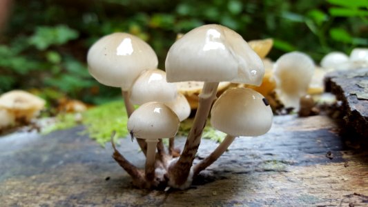 Steckenborn-Fungi in the forest (5)