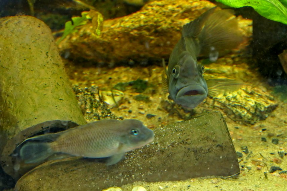 Steatocranus casuarius, male frontal view