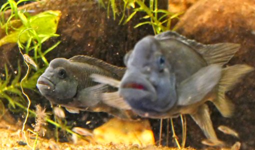 Steatocranus casuarius, female in focus