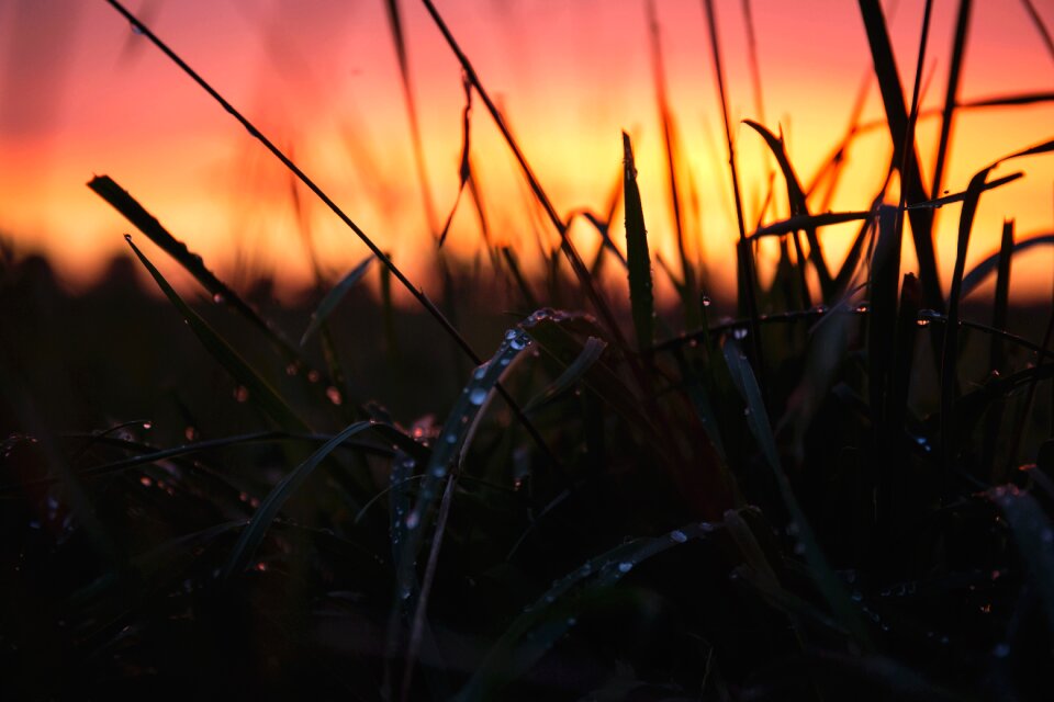 Dewdrops dusk grass