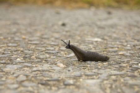 Snail away slug