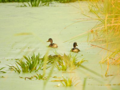 Stockenten.SPA.Mueggelspree.2