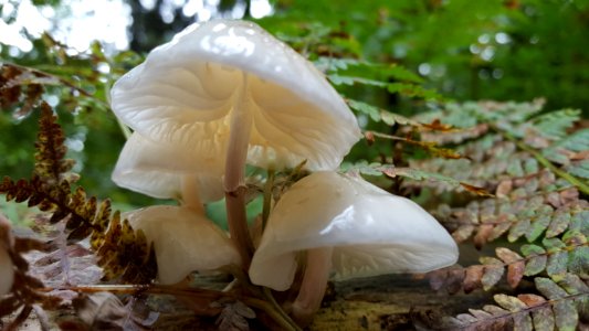 Steckenborn-Fungi in the forest (10)