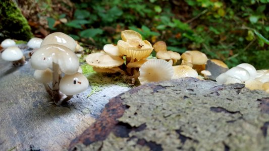Steckenborn-Fungi in the forest (2)