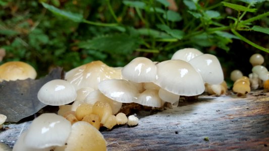 Steckenborn-Fungi in the forest (7)