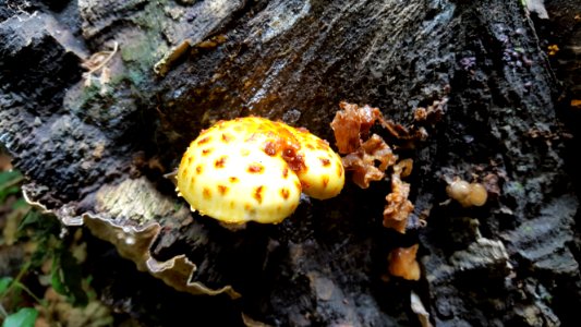 Steckenborn-Fungi in the forest (4)