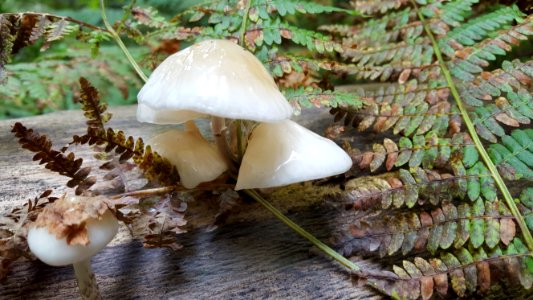 Steckenborn-Fungi in the forest (9)