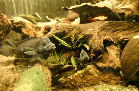 Steatocranus casuarius - family