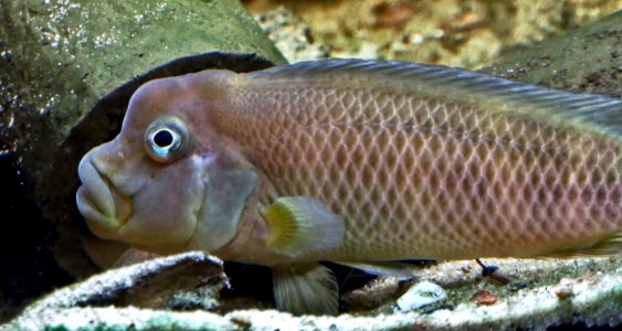 Steatocranus casuarius close up