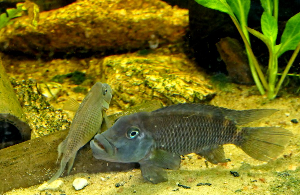 Steatocranus casuarius, male & female