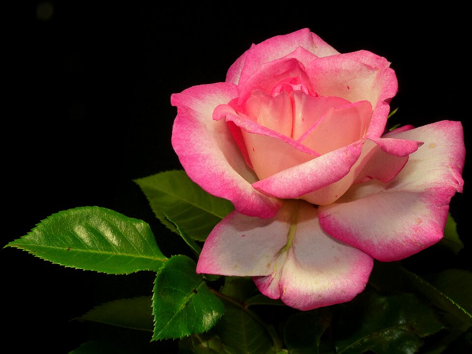 Blossom bloom flower
