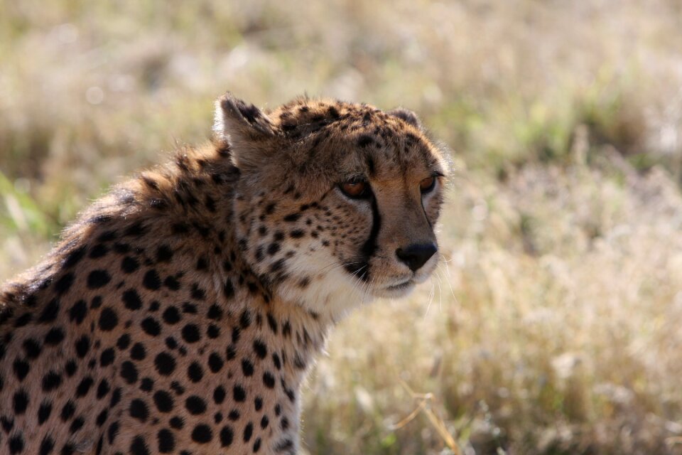 South africa wild animals wild